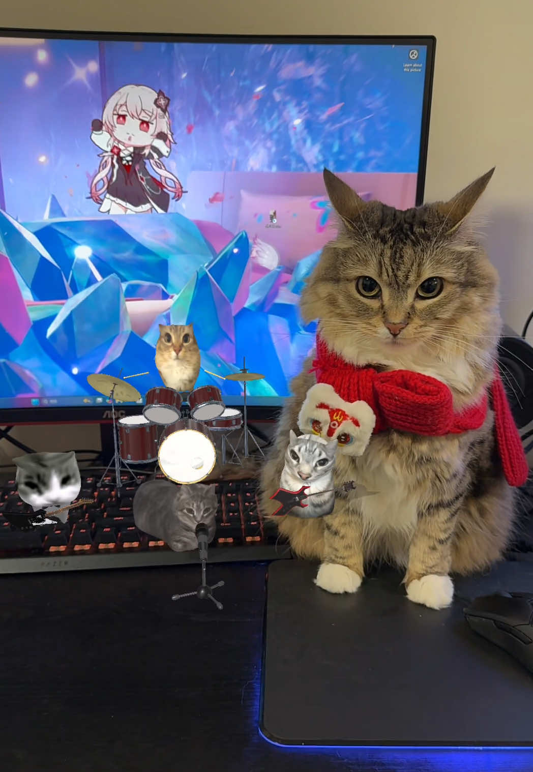 Cat band! #catsoftiktok 