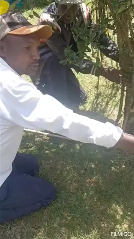 #kimutat #bomettiktokers #kerichotiktokers #VoiceEffects @Arap nwach churaa moja @@Ni new @kimuu kirui @Kipkorir Duncan sitonik🎸❣️ 