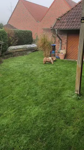 Havaneser toben, Danny und Milo