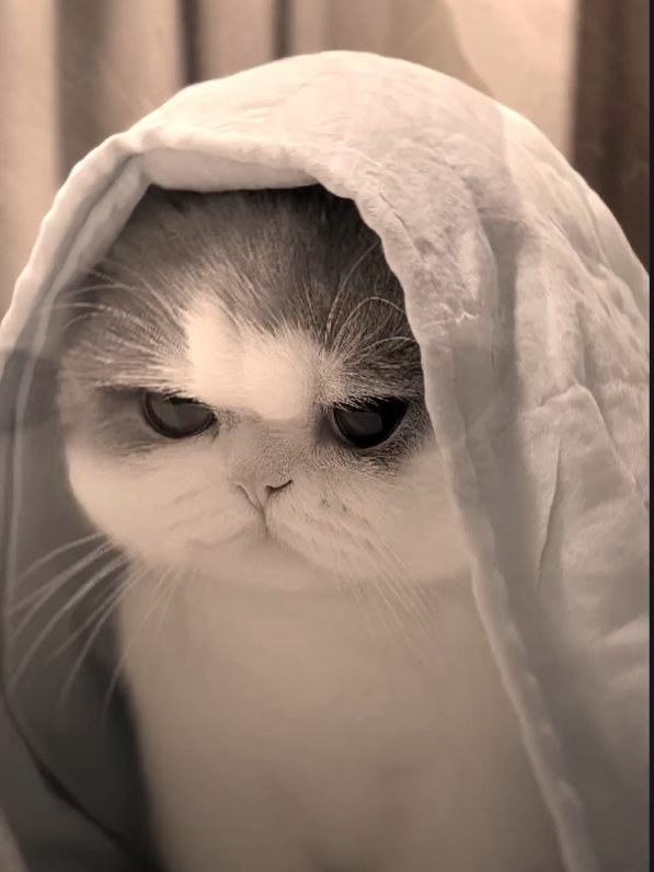 ဒီဘဲဘာတွေပြောနေတာလဲ#😆😆😆 #ရောက်စမ်းfypပေါ် #viewတွေရှယ်ကျ 