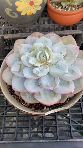 Cũng nhỏ nhỏ xinh xinh ấy mà 🤣🤣 #senda #chill 