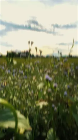 #CapCut Video music style . #capcutradio #style #capcutpioneer #pioneertemplate 