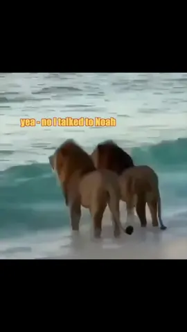 Follow if u love animals#animal#viral #wildlife#voiceover#fyp