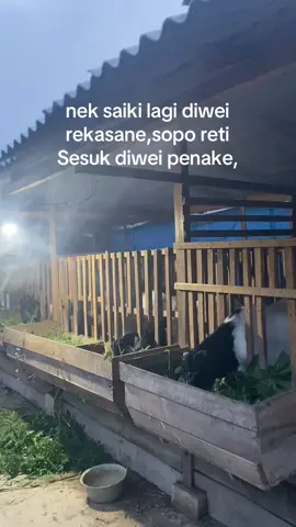 #tukangngarit #peternakkambing #fyp #fypageシ #masukberandafyp 