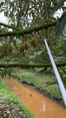 Hazz , bỏ trái cứu cây 🥲#saurieng #sauriengmientay #xuhuong 