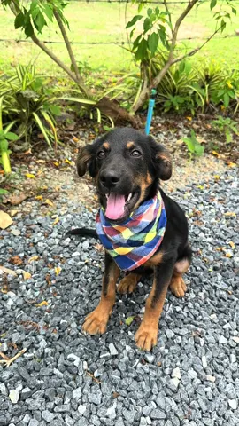 While the physical signs have been great for Stomzy recently I was always a little worried how his “brain power” would be. Today was a huge step for him as he can now sit on command. It’s just a month today that he came to us. His life seemed as good as over back then. Me and him put on a lovely new bandana to celebrate and he had lots of extra treats. Little Stormzy has one of the best brains in the business. It was just a little bit swollen for a while he says. ❤️
