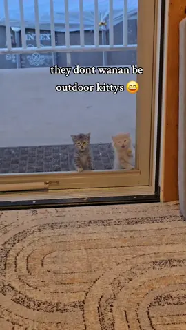 #kittys #farmlife #minardacerage 