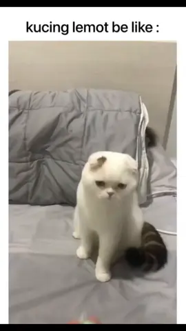 #fyp #catlovers #kucinglucu 