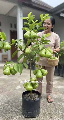 yang belum punya wajib punya mumpung bibitnya sedia #bibitjambuair #jambuairgreengiant #jambumanisss #greengiant #fyp 
