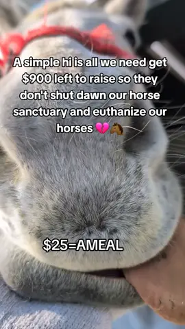 Every kind comment would mean a world to me #fypシ゚ #horsesontiktok #wildlife #horseshelter #viralforgood 