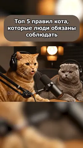 Подкаст Котов | Топ 5 правил кота которые люди обязаны соблюдать 