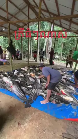 #សុំ❤️ម្នាក់មួយមកokបងៗ🙏❤️❤️ 