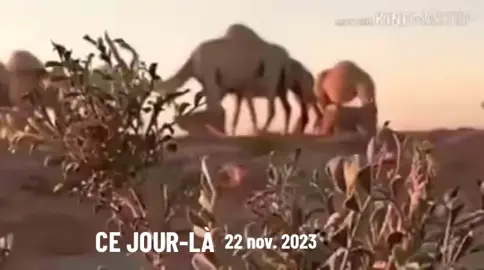 #cejour-là #الشعر_الحساني#موريتان #البيظان##البادية_الصحراء_العيون_موريتان_الابل 