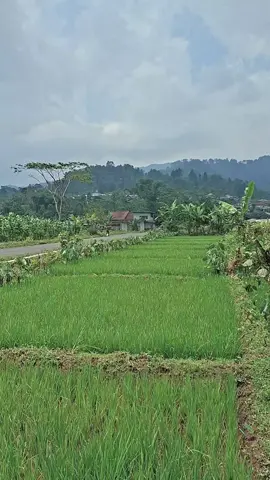 nuansa jaman dulu di era modern #alam #natural 