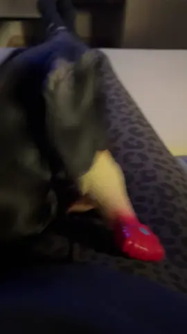 Grazie papà, ora mamma diventerà sorda 😵💙 #perteeee #bassotto #giochi #impazzire @Luca arata 