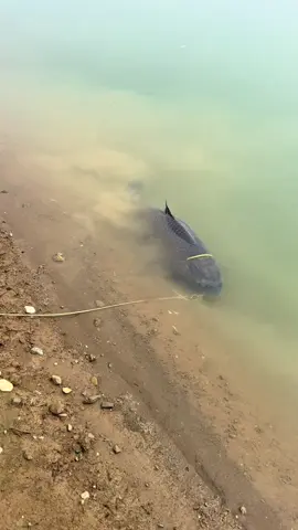 ae gửi hugo vào đây cùng ngắm nào