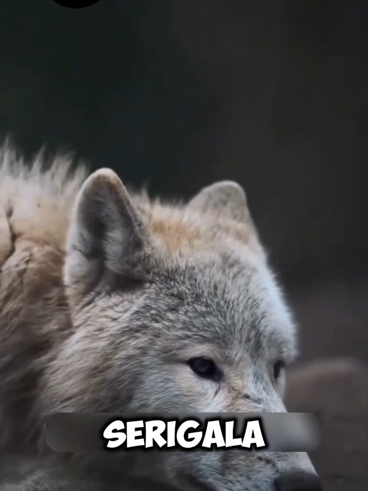 formasi dari Serigala ini sangatlah strategis dan sangat baguss #fyppppppppppppppppppppppp #faktamenarik #pengetahuandunia #foryou #fyppp 