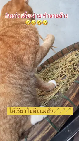 แมวกินข้าวของแทร่  #แมวส้ม #แมว 
