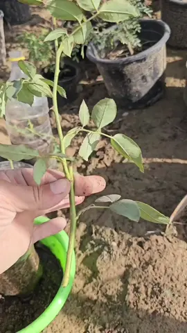 اوعي تزرع العقل بالطريقه دي 😳