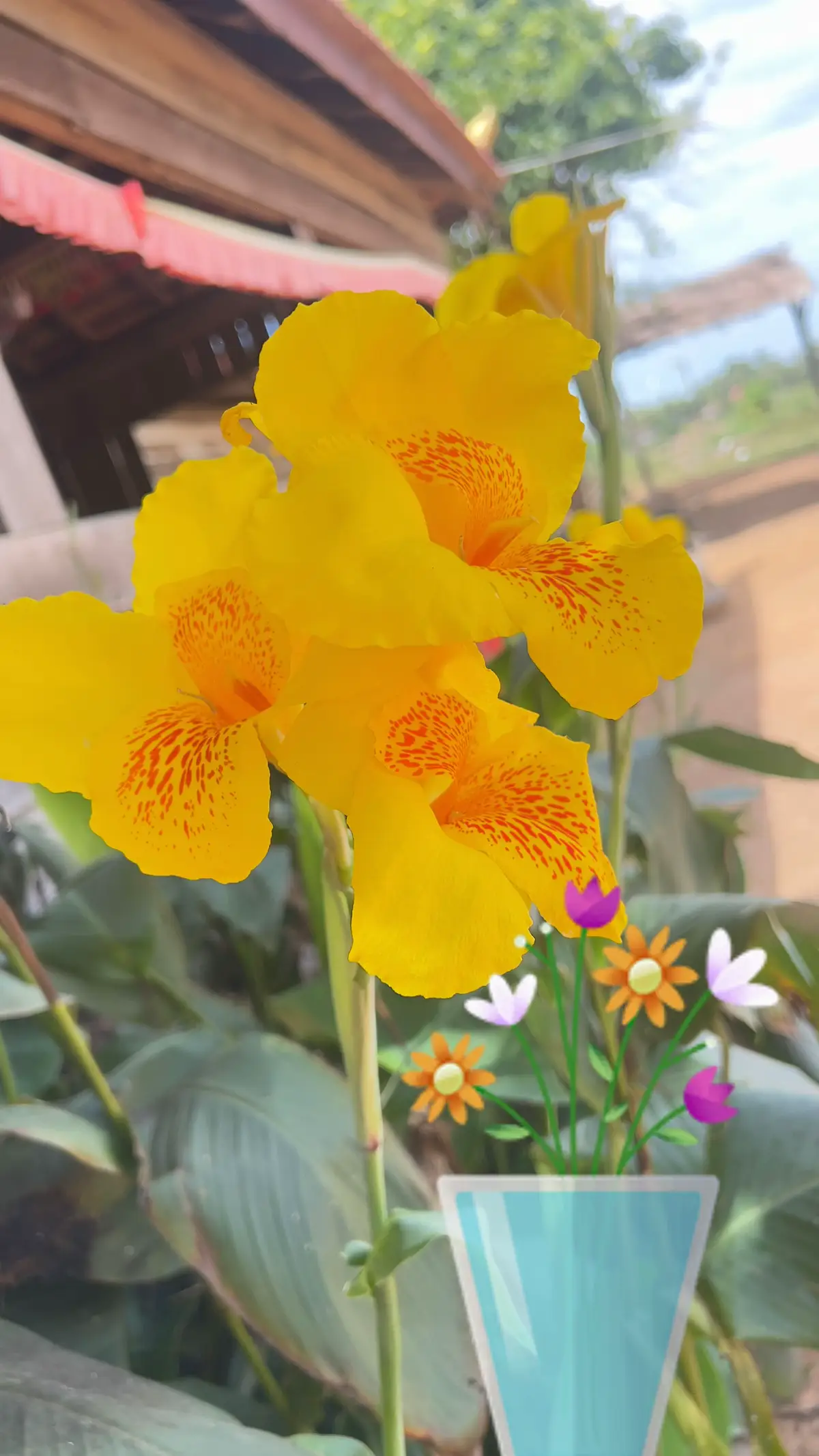 💐ផ្កាដែលមានសម្រស់ ដូចមនុស្សដែលកំពង់ពេញវ័យ💐❤️ចុច ❤️ 🔃 🔗 ម្នាក់មួយផងណាអរគុណ!