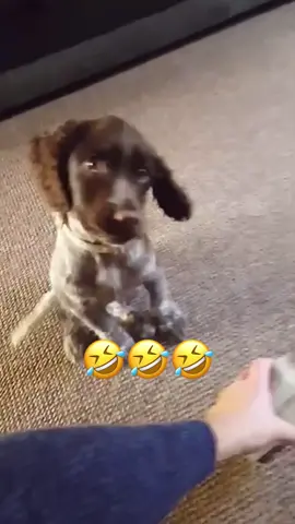 #animals #voiceover #talking #fyp #viral 