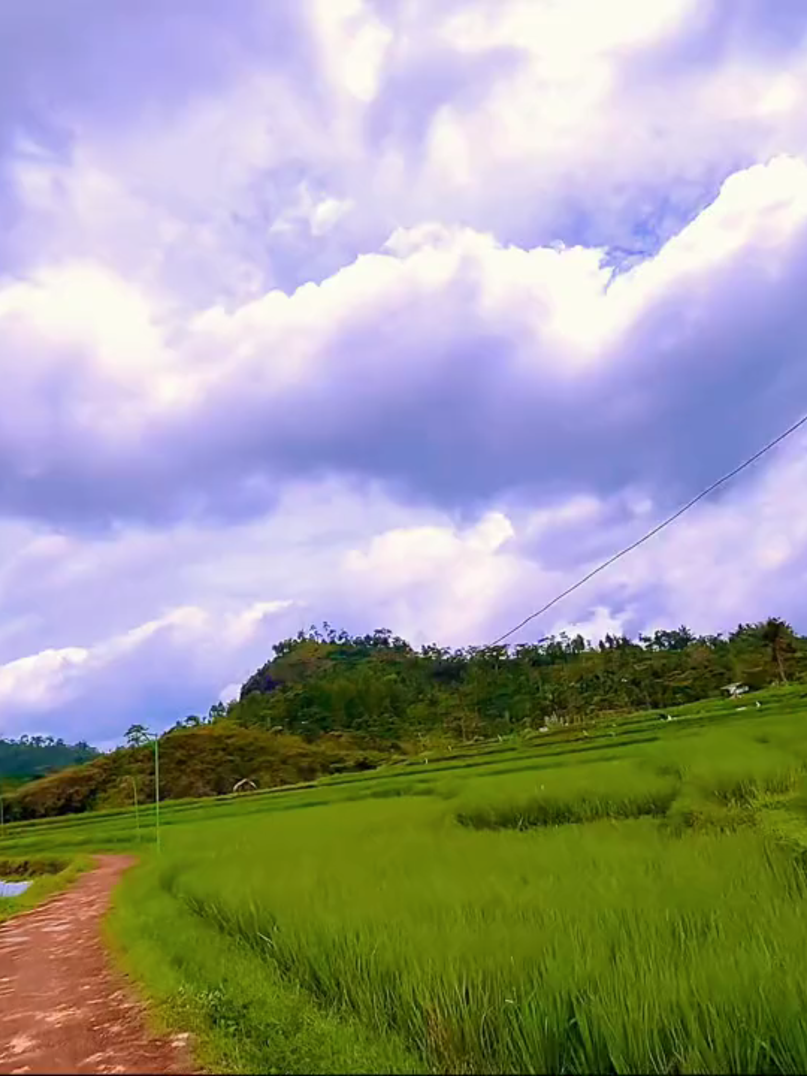 sawah kenangan ☘️🍂🥀
