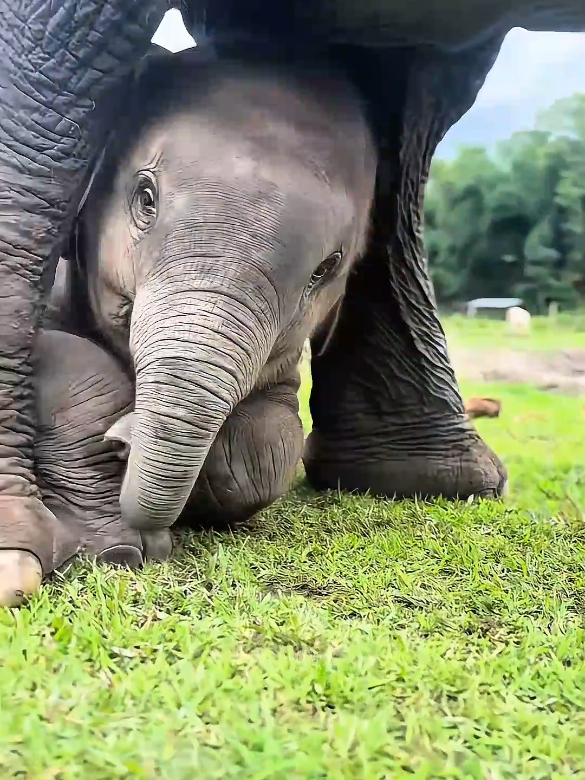 සැපට හැදෙනව කිව්වට එහෙම ලොකු සැපක් නෑ මෙයාල 🫣 