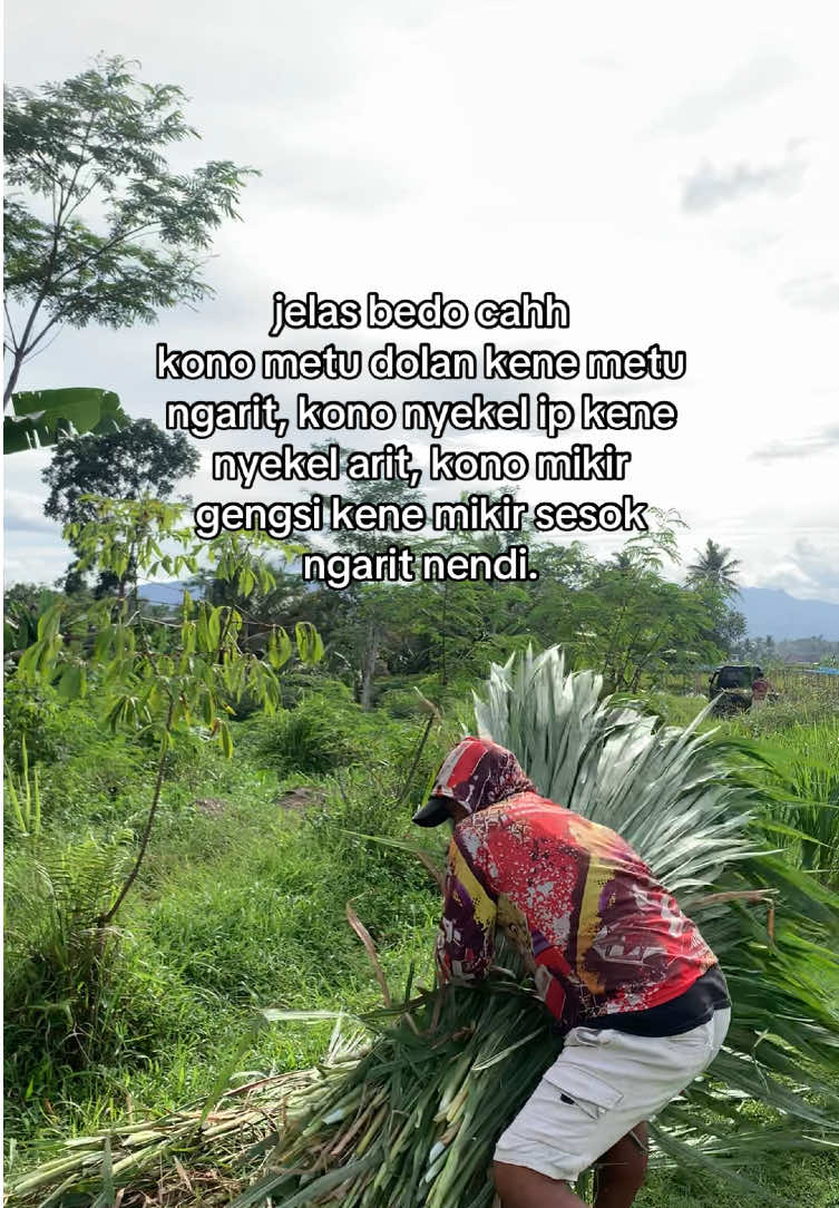 info sukett cahh #kandangmbahdarmo #peternakmuda #kandangkambing 