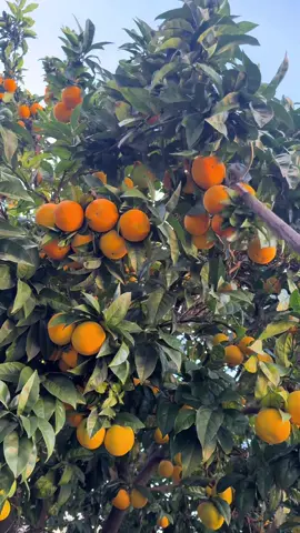 Follow me for more recipes ☀️ #lisbon 