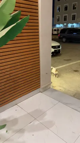 🫦 #ماشاءالله_تبارك_الله_اذكروا_الله #هوندا #اكورد #2013 