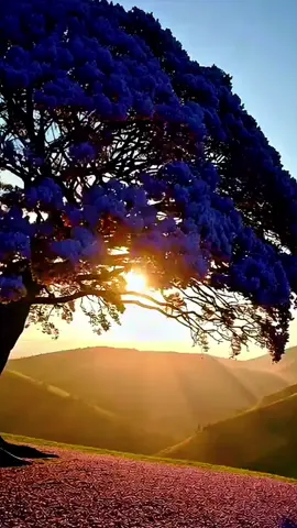 ✨ Essa cena também toca seu coração? Does this scene touch your heart too? O sol nasce por trás das montanhas e ilumina o ipê como um amanhecer cheio de calma. É luz que acolhe e emociona. Compartilhe 🙌 The sun rises behind the mountains and lights the tree with a calm dawn glow. It’s a light that comforts and moves the heart. Share 🙌 #paravoce #natureza360 #naturelovers #sunsetviews #flowers