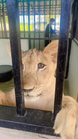 สุดหล่อของบ้านต้องยกให้เขาเลย #หนิงเลี้ยงสิงโต #สรพงษ์ #ครอบครัว 