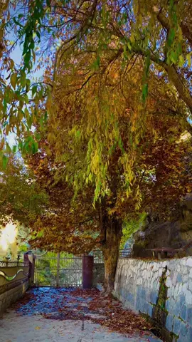 Autumn 🍂 Napura Budah GilGit📍 . . . #gilgitbaltistan #Autumn #froyoupage #fyp #viralvideo 