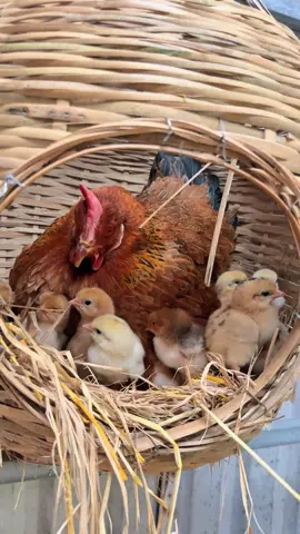 Có nhiều cách nuôi gà nhưng Lạc sẽ chọn cách nuôi gà kiểu truyền thống#lacveque #chănnuôi #gàtàu #yeuthuongdongvat #baovedongvat 