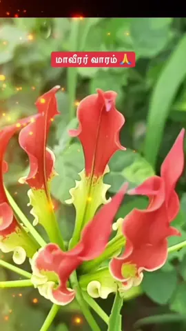 #maveerarnaal2025 #Tamil #tamileealam @Riann @Alsiya07🤍 @rajeevan_2 @gtcoiffure1.1 @꧁꧂ முரட்டுத் தமிழன் ꧁꧂ 