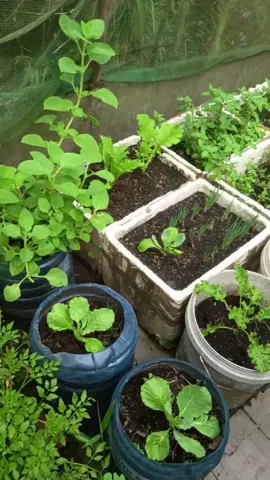 Giữa mùa mưa lũ, rau ngoài chợ thì tăng giá gấp mấy lần, mới biết quý vườn rau mẹ trồng #lieubepvuon #trongrausach #oque #binhyen