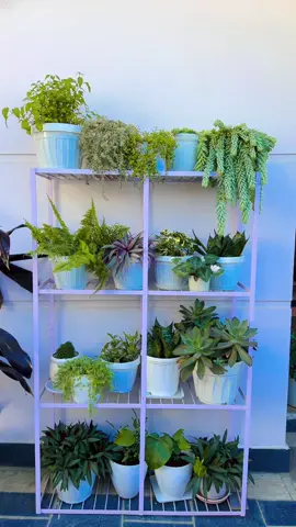 #viral #video #nocommunityguidlineviolation #asafamilyofficial #asiankomamu 