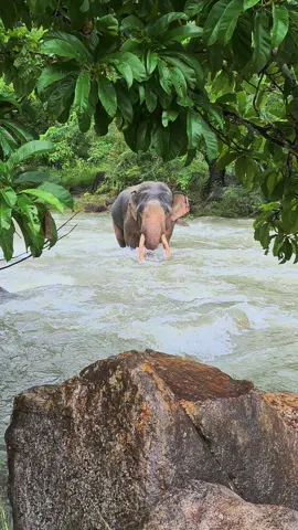 จากนักสำรวจ สู่ผู้ประสบภัย 555 เดินลงไปสำรวจน้ำ โซ่ดันติดหิน 55 #พลายล้านกับควานภูผา #พลายล้าน #ช้างภาคใต้ #นครศรีธรรมราช 