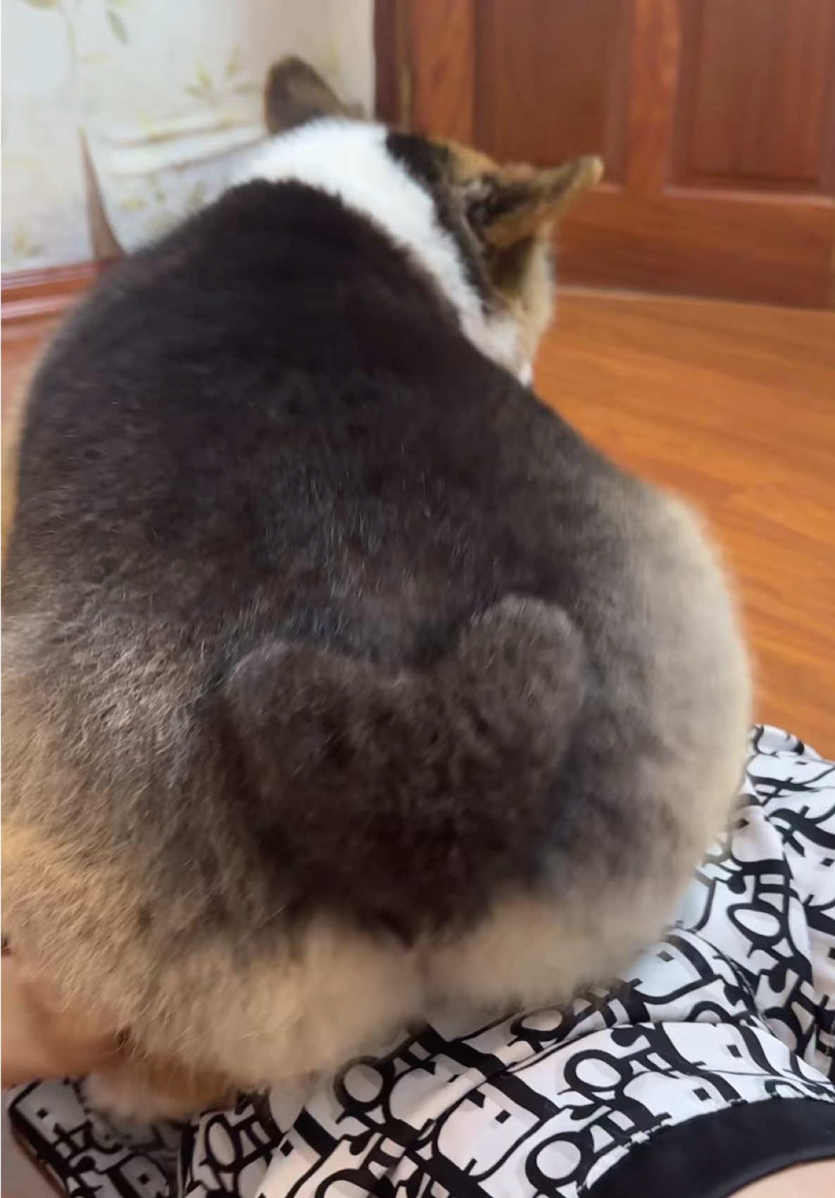 Đào xinh như zị sao có thể nằm mãi trong draft !???? #gauiuoilaiu🐻 #dogsofttiktok #viral #corgi #xuhuong 