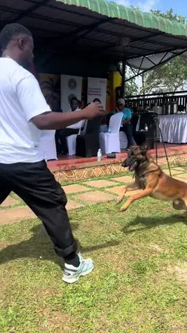 BLUE FISH HARVEST #greathabibk9academy 