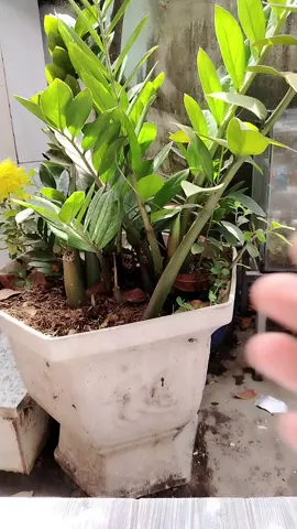 Sữa tắm carrie junior 700ml #suatam #sanphamchobeyeu #suatamcarriejunior #suatamchobe 