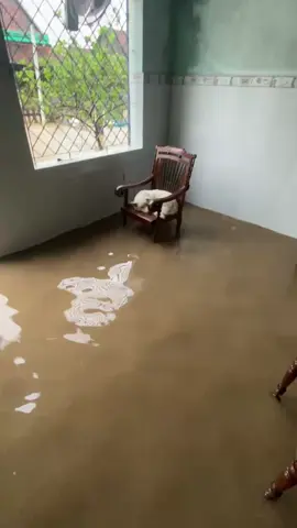 sao nước lên nhìu vậy sen , nào hết lũ vậy sen #cunyeu #gau #xh 