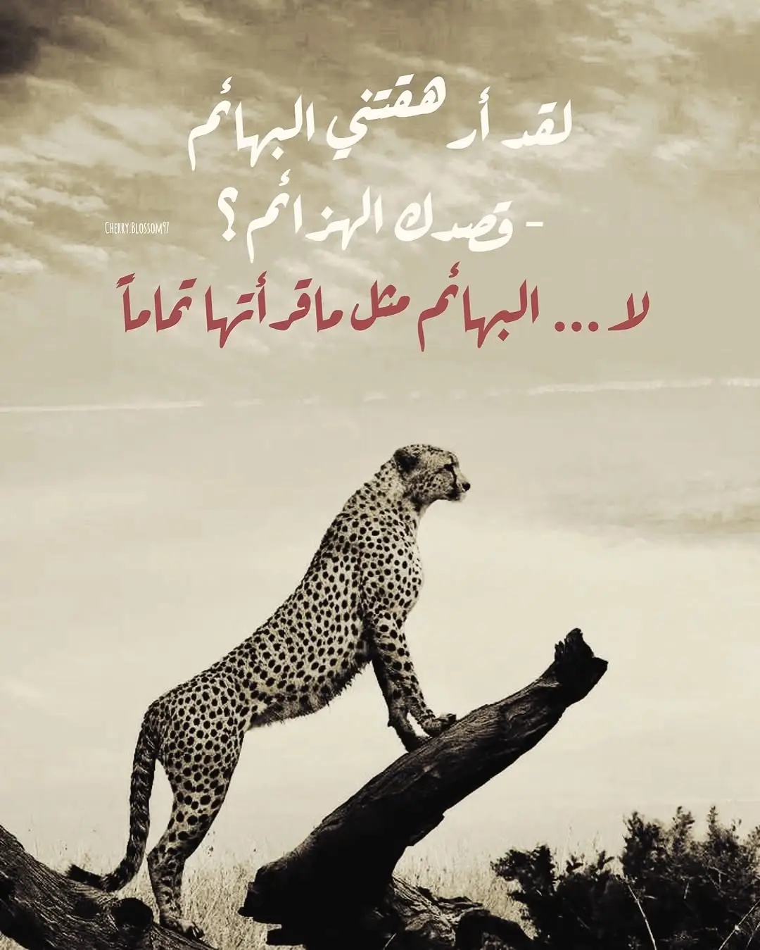 #uae🇦🇪 #الامارات_العربية_المتحده🇦🇪 #ابوظبي #syria🇸🇾 #السعودية_الكويت_مصر_العراق_لبنان 