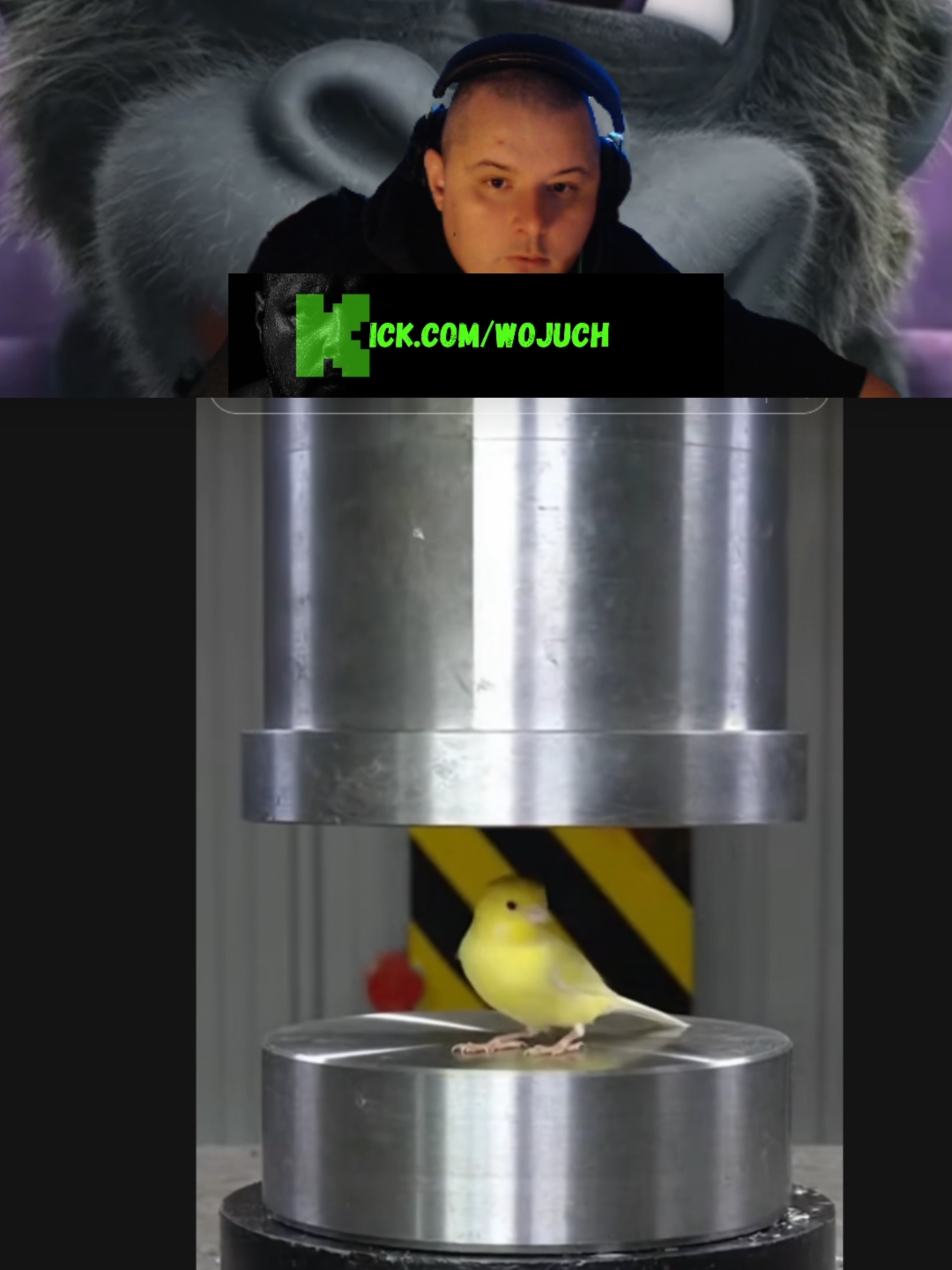 Kanarek #wojuch #reakcja #mem #klipy #klip #reakcje