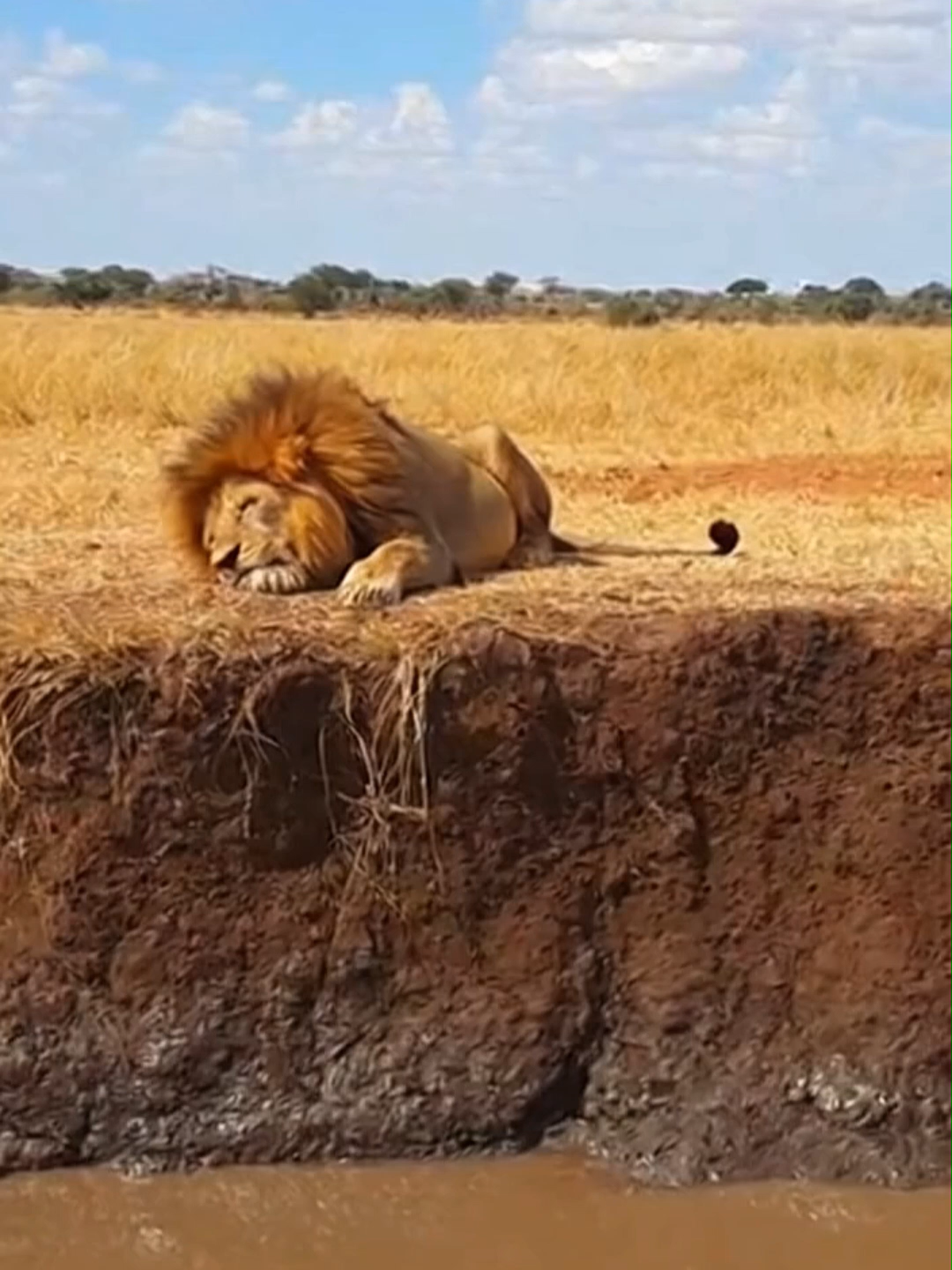 Lion: What happened? 😂 #funny#funnyvideo#fyp#lion