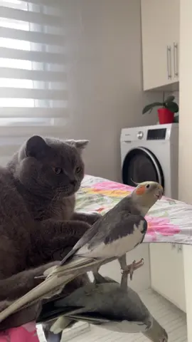 Şarkı söyleyen papağan Kral 😍#sultanpapağanı #cockatielparrot #keşfetteyiz #kedi #evcilhayvan 