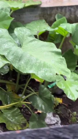 Sonya kembali ceria 💙#mxold#fyp#mxsoloraya#mxking#mxsonya