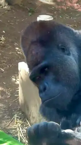 malam #aslamualaikum #hiburan #fypシ゚viral 