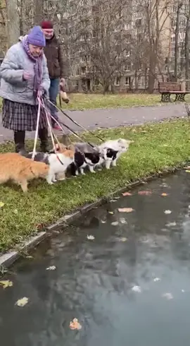 бабка с котами #fyr #коты #sora 