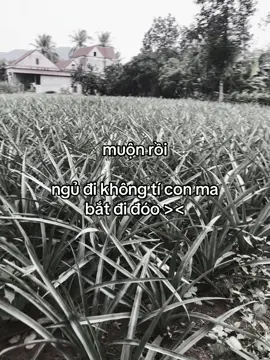 #hoanghaihaysuy #xuhuong 